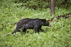 American black bear