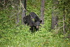 American black bear