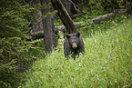 American black bear