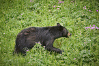 American black bear