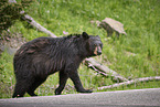 American black bear