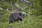 American black bear