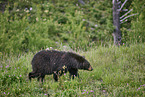 American black bear