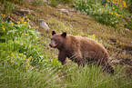 American black bear