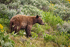 American black bear