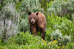 American black bear