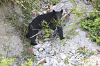 American black bear