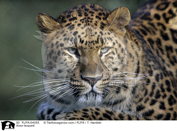 Amur leopard / FLPA-04055