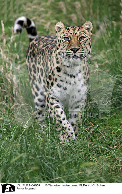 Amur leopard / FLPA-04057