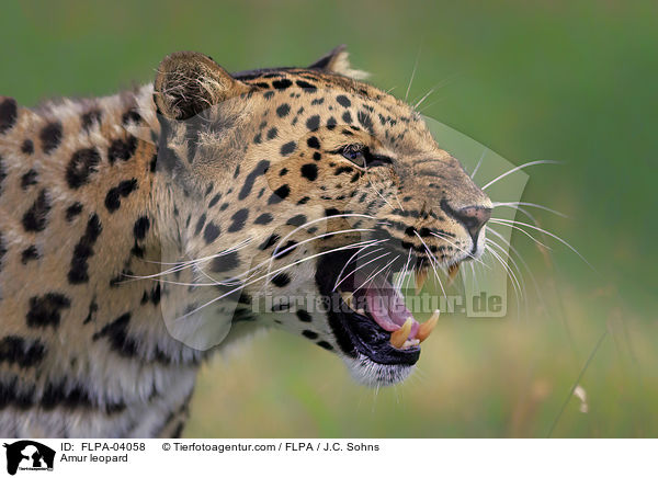 Amurleopard / Amur leopard / FLPA-04058