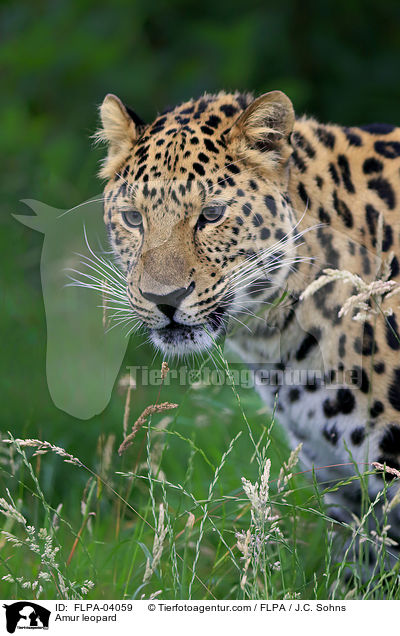 Amur leopard / FLPA-04059