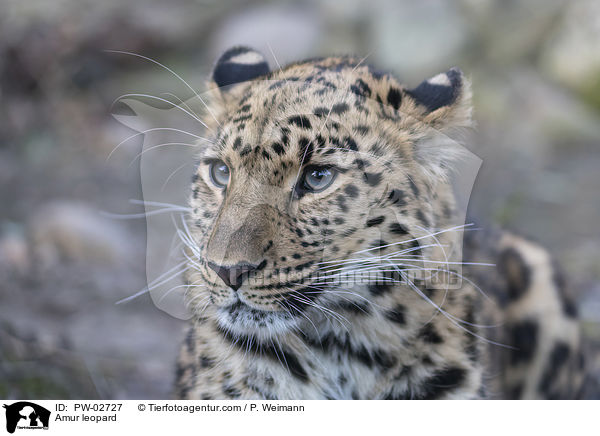Amur leopard / PW-02727
