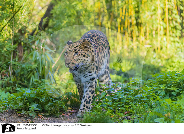 Amur leopard / PW-12531