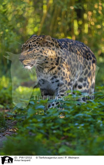 Amur leopard / PW-12532