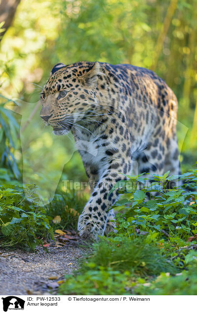 Amur leopard / PW-12533