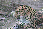 Amur leopard