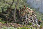 Amur leopard