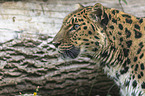 Amur leopard