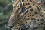 Amur leopard