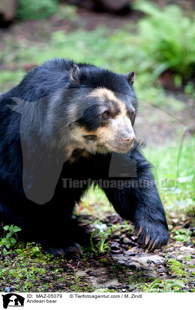 Andean bear / MAZ-05079