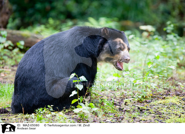 Brillenbr / Andean bear / MAZ-05080