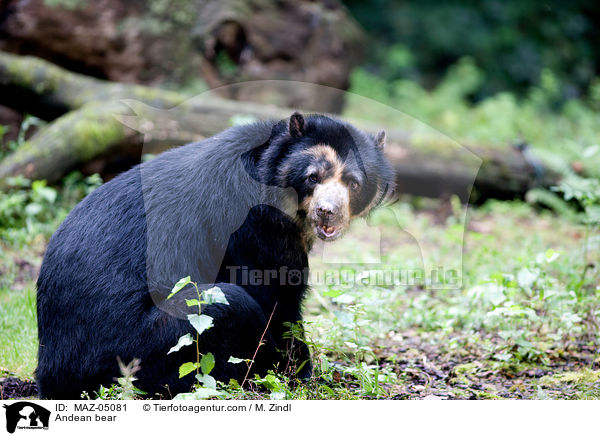 Andean bear / MAZ-05081