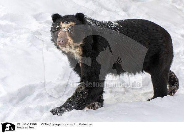 Brillenbr / Andean bear / JG-01309