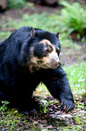 Andean bear