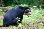 Andean bear