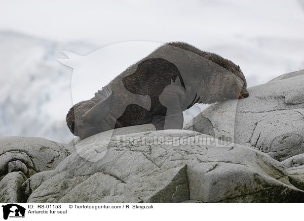 Antarctic fur seal / RS-01153