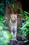 Asian golden cat