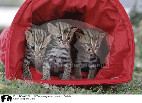 Asian Leopard Cats / Asian Leopard Cats / HBO-01286