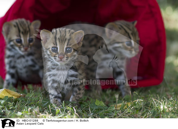 Asian Leopard Cats / Asian Leopard Cats / HBO-01288