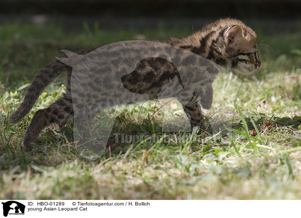 junge Asian Leopard Cat / young Asian Leopard Cat / HBO-01289