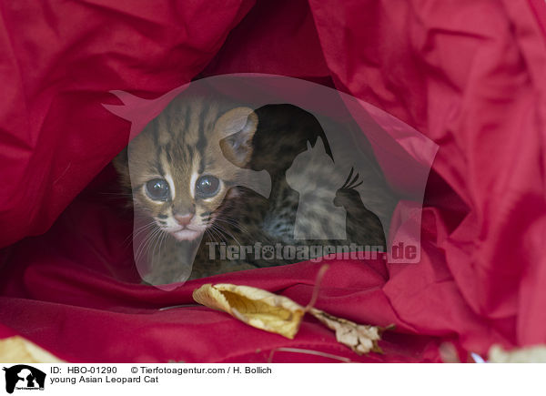 junge Asian Leopard Cat / young Asian Leopard Cat / HBO-01290