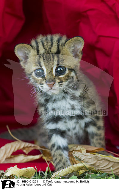 junge Asian Leopard Cat / young Asian Leopard Cat / HBO-01291