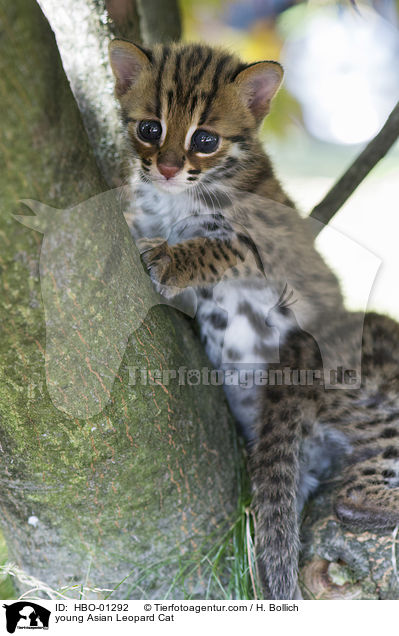 junge Asian Leopard Cat / young Asian Leopard Cat / HBO-01292
