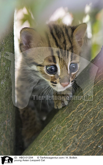 young Asian Leopard Cat / HBO-01294
