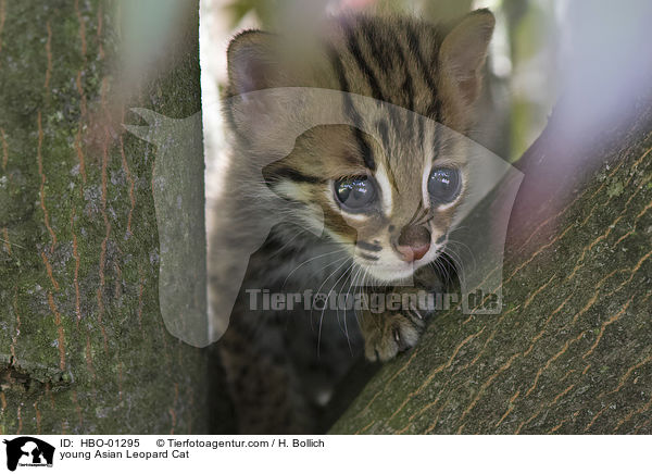 young Asian Leopard Cat / HBO-01295