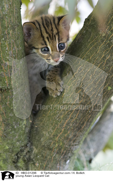 young Asian Leopard Cat / HBO-01296