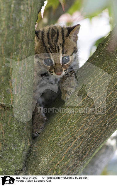 junge Asian Leopard Cat / young Asian Leopard Cat / HBO-01297