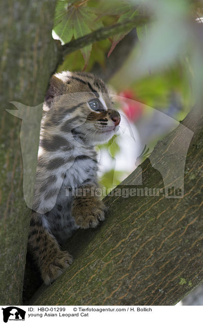 young Asian Leopard Cat / HBO-01299