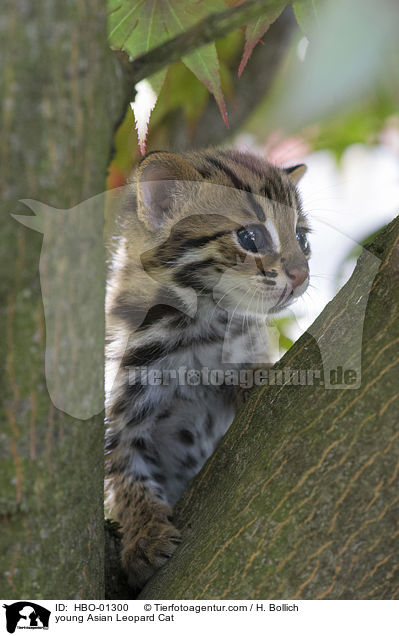 junge Asian Leopard Cat / young Asian Leopard Cat / HBO-01300