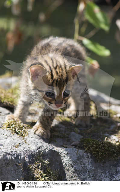 young Asian Leopard Cat / HBO-01301