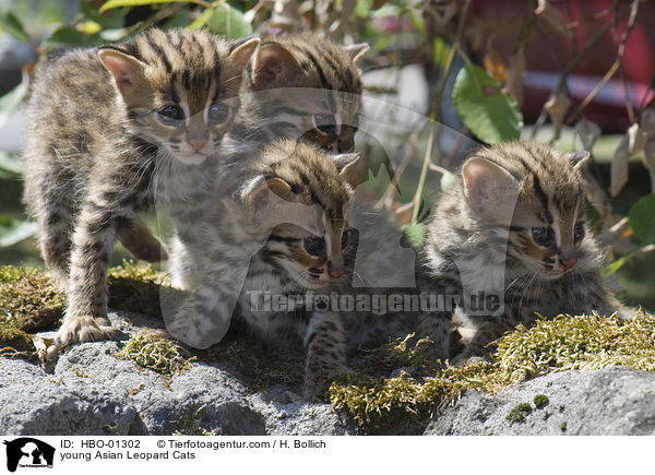 young Asian Leopard Cats / HBO-01302