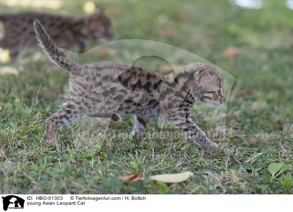 junge Asian Leopard Cat / young Asian Leopard Cat / HBO-01303