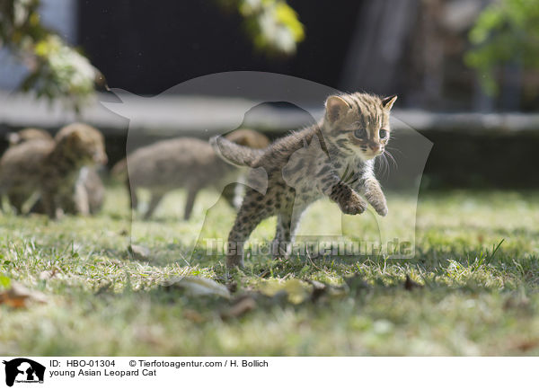 junge Asian Leopard Cat / young Asian Leopard Cat / HBO-01304