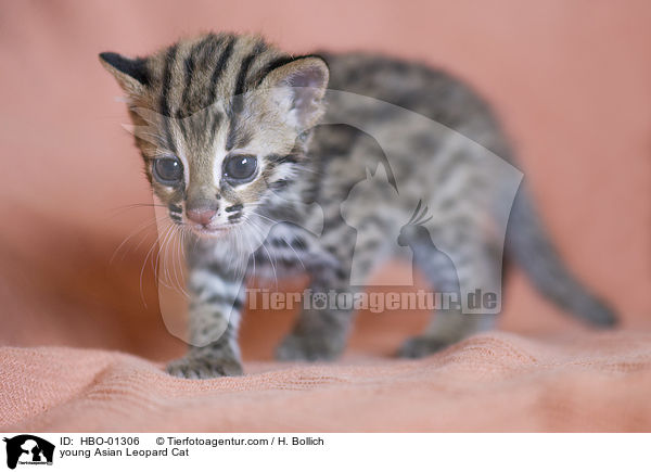 junge Asian Leopard Cat / young Asian Leopard Cat / HBO-01306