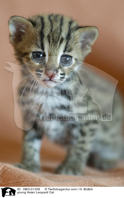 junge Asian Leopard Cat / young Asian Leopard Cat / HBO-01308