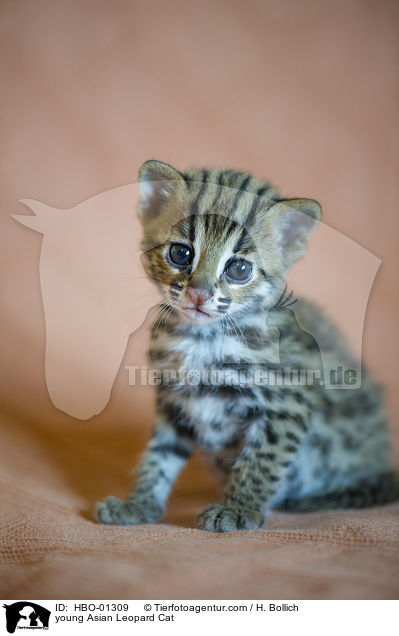 young Asian Leopard Cat / HBO-01309